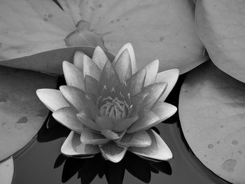 Close-up of lotus water lily in pond