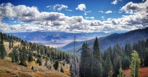 Panoramic view of pine trees and mountains against sky