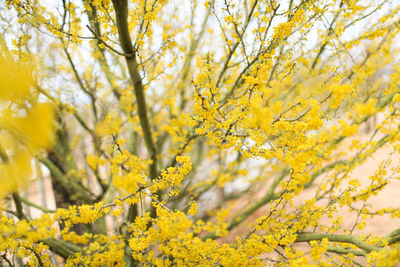 Close-up of yellow flowering plant