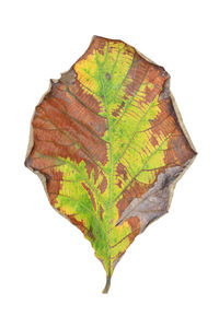 Close-up of autumn leaves against white background