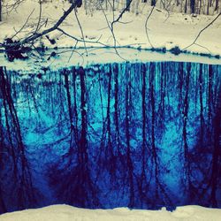 Bare trees in water