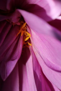 Full frame shot of flower