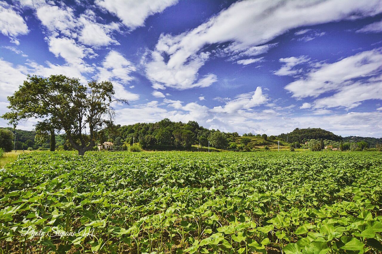 plant, sky, growth, field, landscape, beauty in nature, green color, land, scenics - nature, tree, tranquility, cloud - sky, tranquil scene, environment, nature, agriculture, rural scene, day, no people, crop, outdoors, plantation