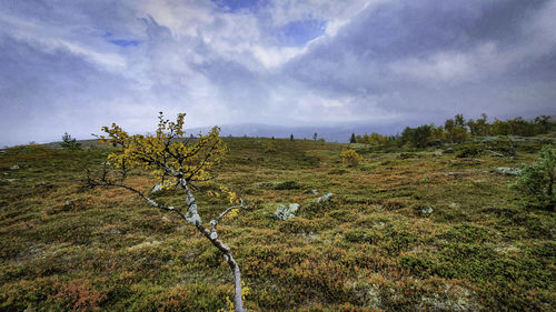 Plants on field against sky