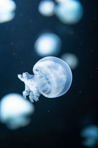 Close-up of jellyfish in sea