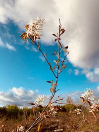 Close-up of flowering plant on field against sky