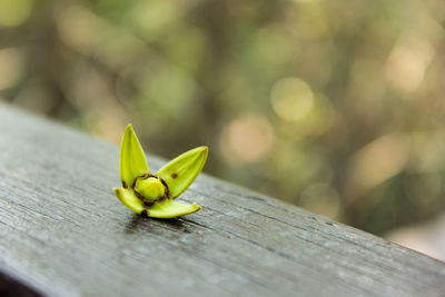 Close-up of wooden object