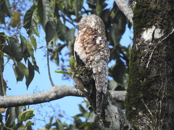 Low angle view of a tree