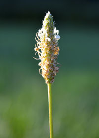 Close-up of flowering plant on field