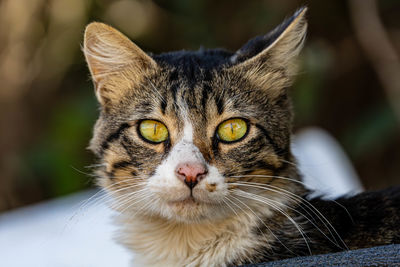 cat