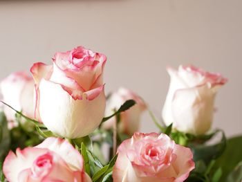 Close-up of pink rose against white background