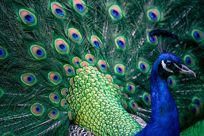 Full frame shot of peacock