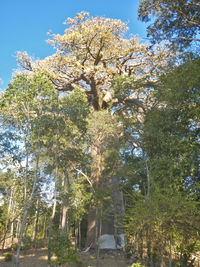 Low angle view of flowering trees against sky