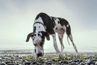 Dog standing on shore at beach against sky