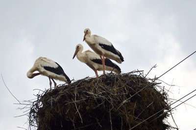 Low angle view of birds in nest against sky