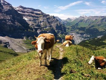 Cows on field against sky