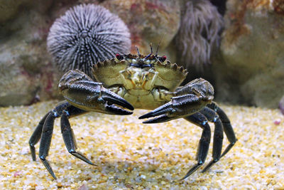 Close-up of crab on sea