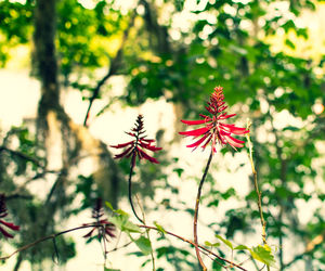 Close-up of red flowering plant