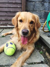 Close-up portrait of dog with ball