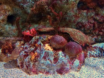 View of coral in sea