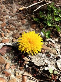 High angle view of yellow flower blooming outdoors