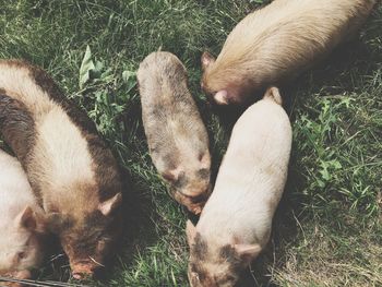 High angle view of pigs grazing on field