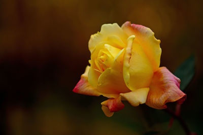 Close-up of rose flower