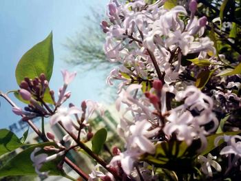 Close-up of flowers blooming on tree