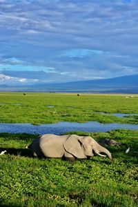Sheep grazing on field against sky