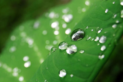 Close-up of raindrops on green leaves