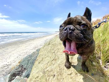 Happy french bulldog looking out at beach in carlsbad, california in san diego near highway 101.