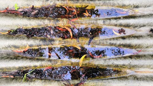 High angle view of vegetables on barbecue grill