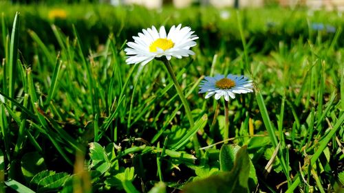 Close-up of white flowers blooming on field