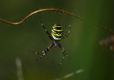 Close-up of spider on web