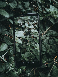 Directly above shot of smart phone on plants