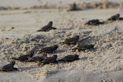 Close-up of birds on sand