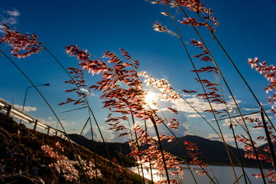 Low angle view of flowering plants against blue sky