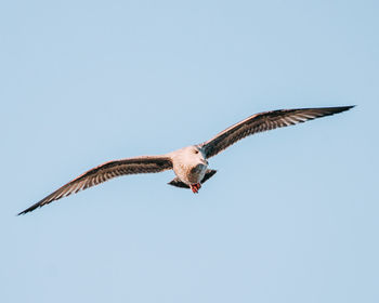 Low angle view of eagle flying in sky