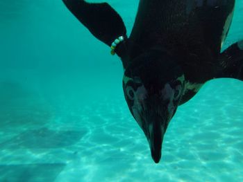 Fish swimming in sea