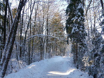 Trees in forest during winter