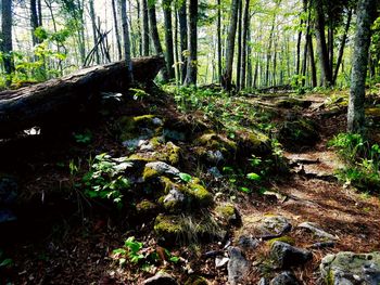 Trees in forest