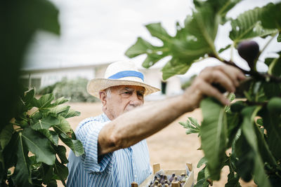 Senior man picking figs