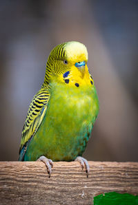 Close-up of parrot perching on wood