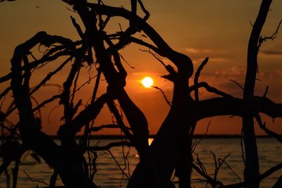 Low angle view of silhouette tree against orange sky