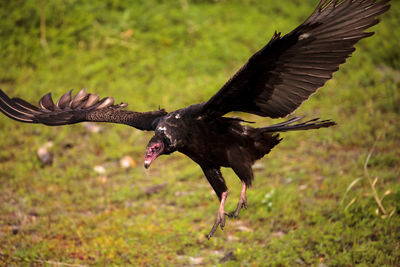 Turkey vulture cathartes aura at the myakka river state park in sarasota, florida