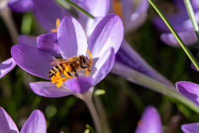 Close-up of bee pollinating on purple flower