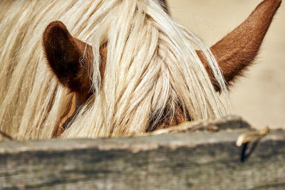 Close-up of a horse