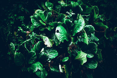 High angle view of plants growing on field