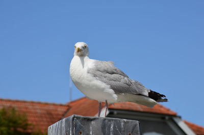 Low angle view of seagull perching on roof against clear sky