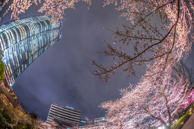 Low angle view of cherry tree against building